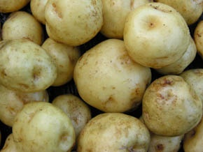 �ggeblomme kartoffel