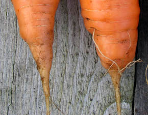 Spids og p�nt afsluttet rod.