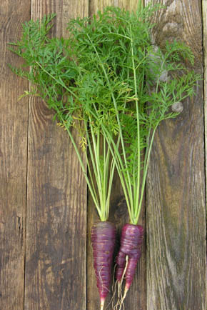 Gulerod, Violet u.s.n. fra Battle