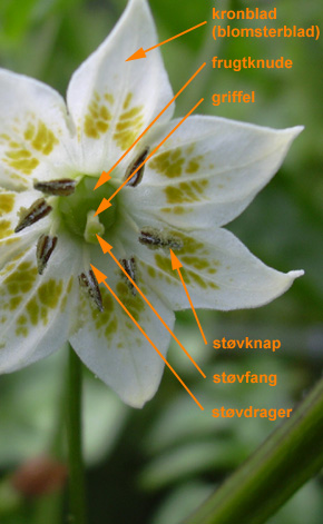 Aj� Amarillo blomst