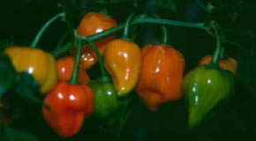 Chili Haba�ero Orange
