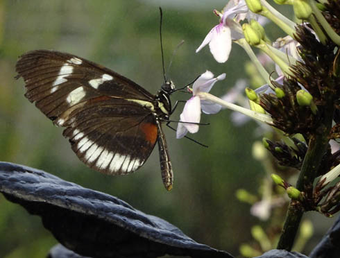 V�ksthuset har en p�n bestand af sommerfugle.