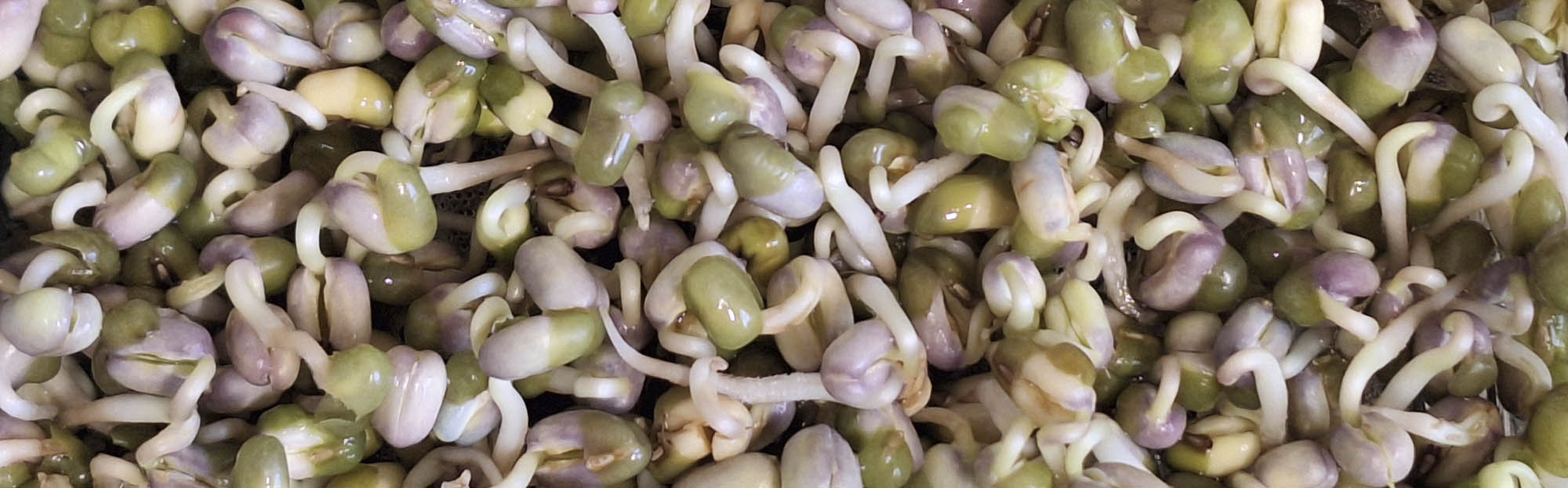 Spirer af mungb�nne