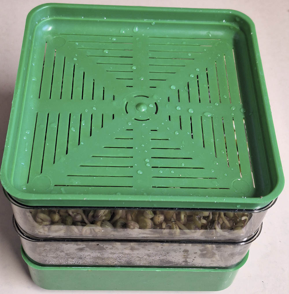 Spirebakke med mungb�nnespirer