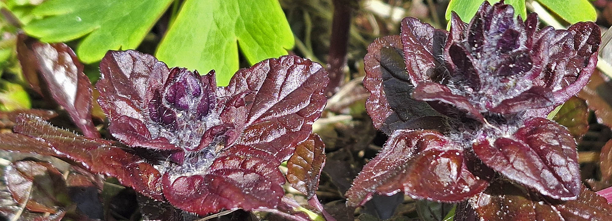 Krybende l�bel�s.