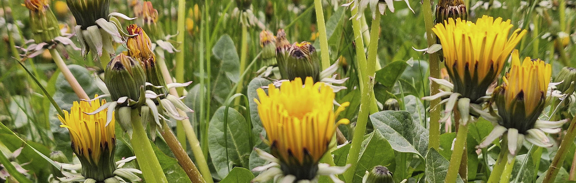 M�lkeb�tteblomster