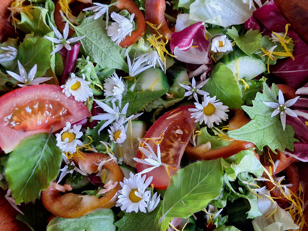Blandetsalat med bellis