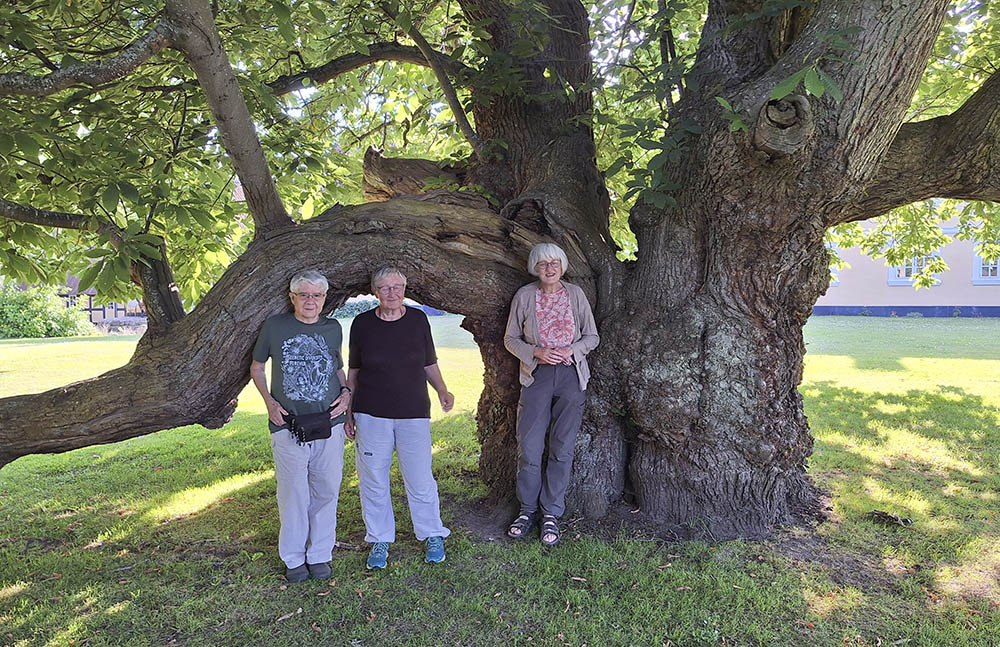 Fr�samlere under �gte kastanje