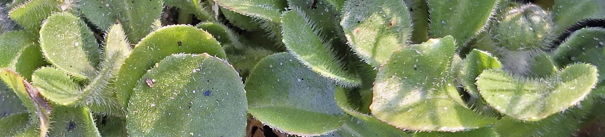 Bellis, tusinfryd blade