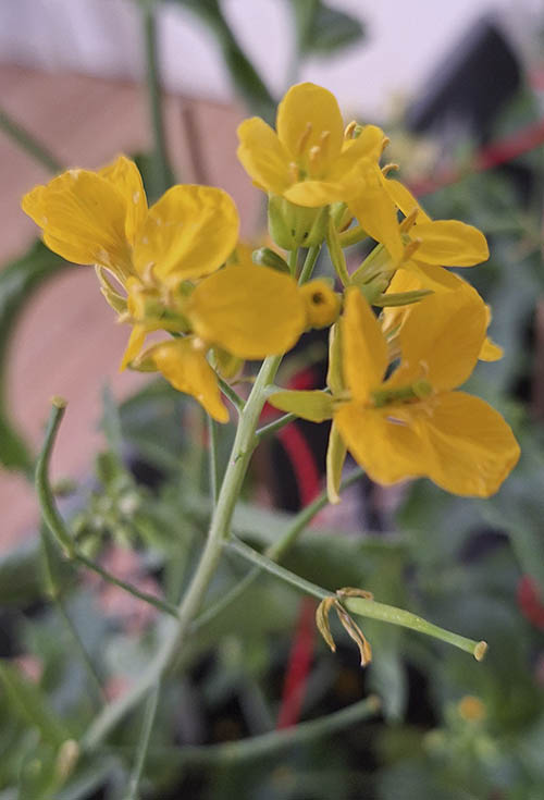 Raps med gule blomster