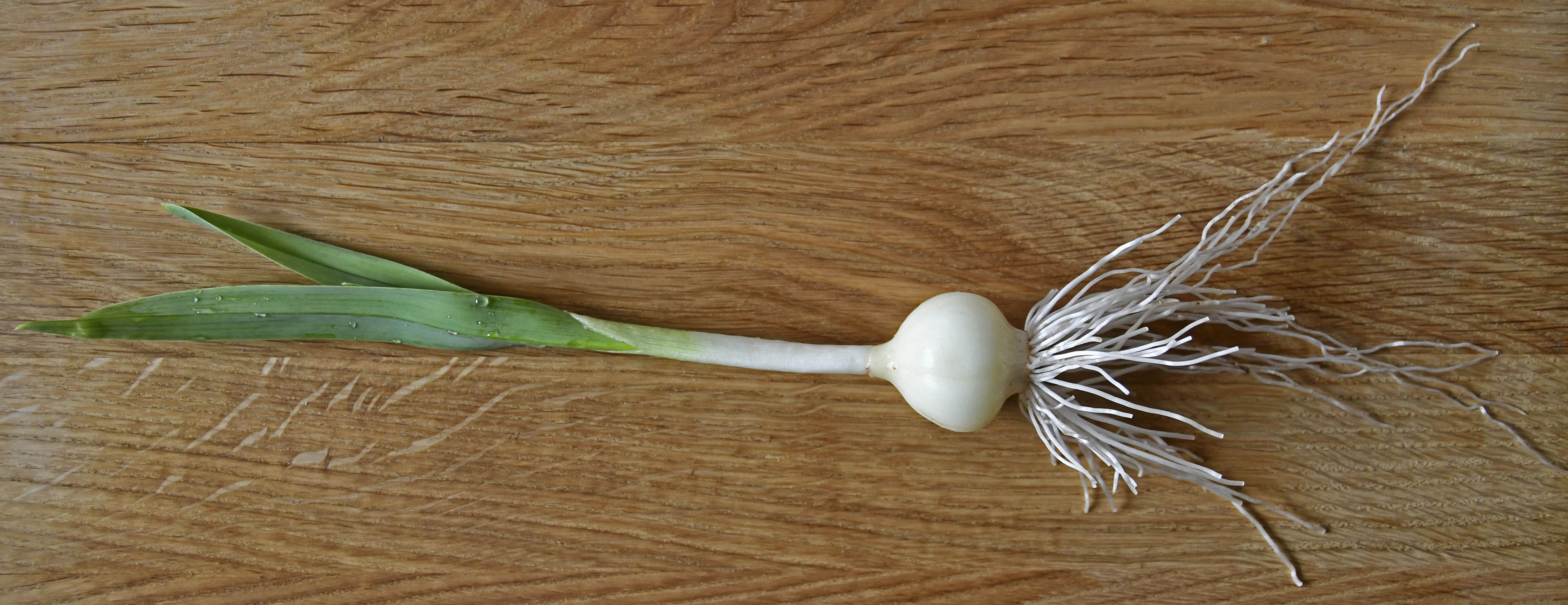 Babington porrel�g