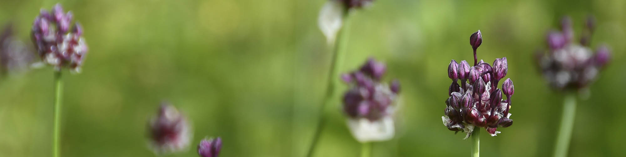 Skovl�g ynglel�g