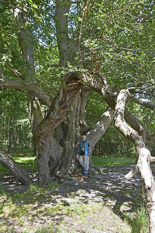 Lila ved Oehlenschl�gers B�g