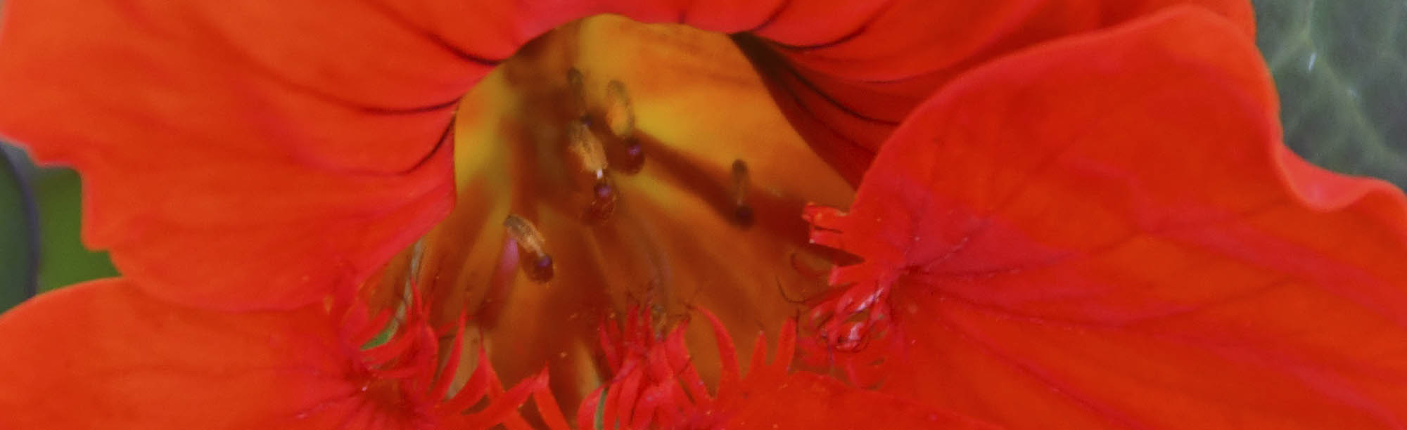 Tallerkensm�kker blomst