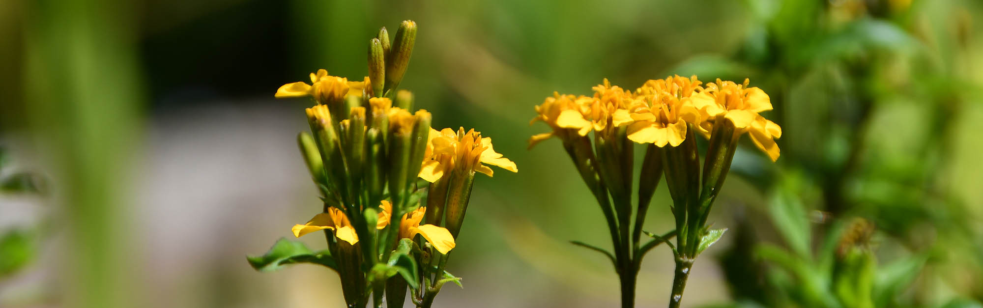 Esdragonfl�jlsblomst