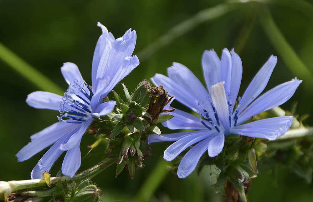 Vild cikorie blomst