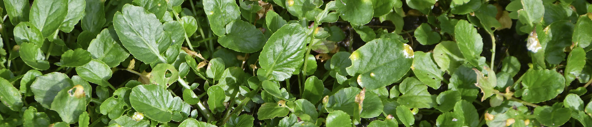 Langskulpet vinterkarse sm�blade