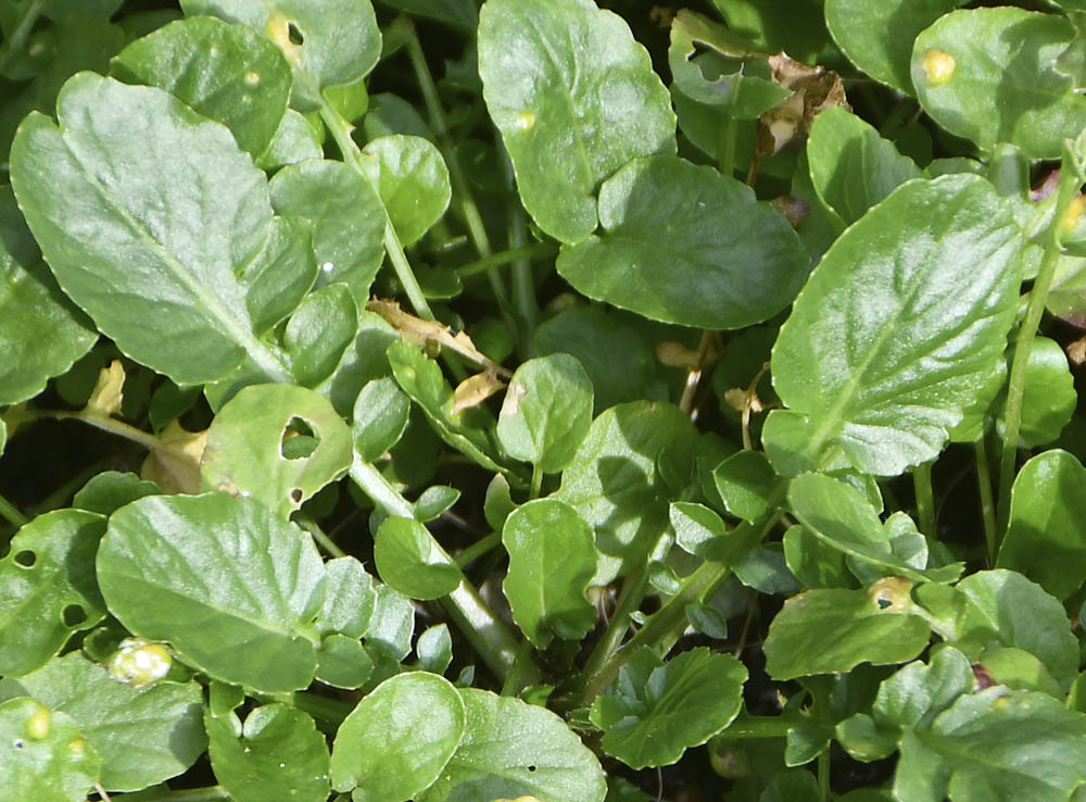 Langskulpet vinterkarse sm�blade