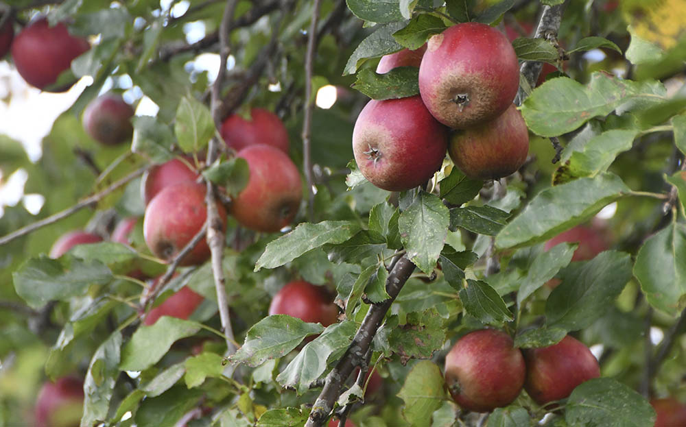 �blerne er klar til at blive plukket