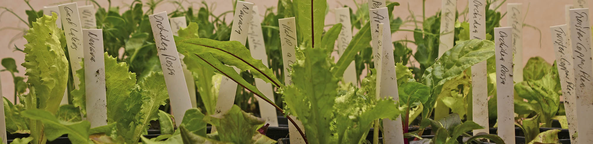 Potter med bladgr�nt