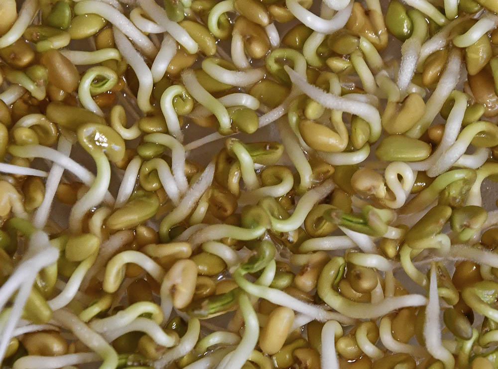 Bukkehorn spirer, Trigonella foemun-graecum