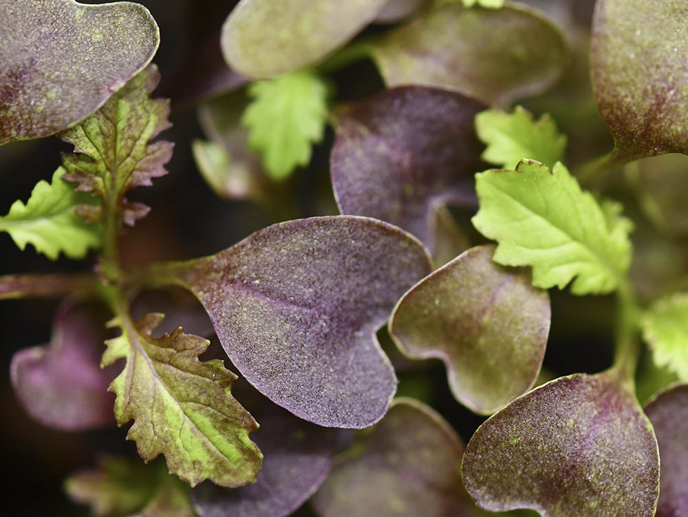 Indisk sennep mikrogr�nt