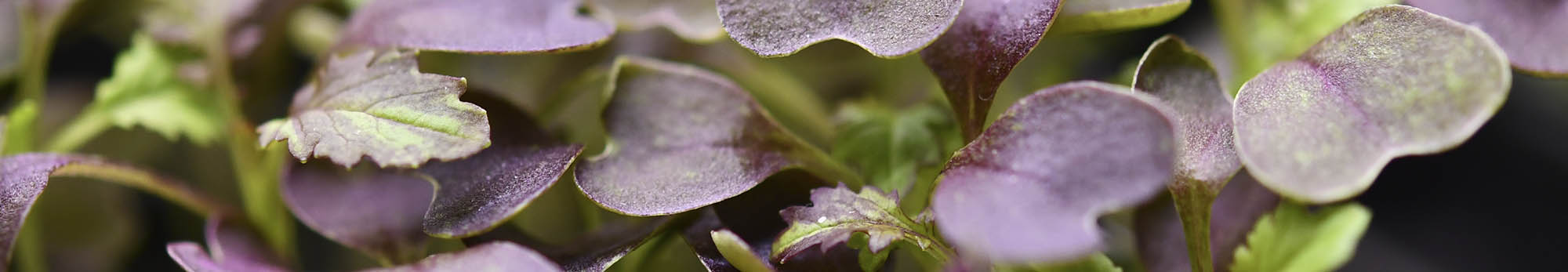 Indisk sennep mikrogr�nt