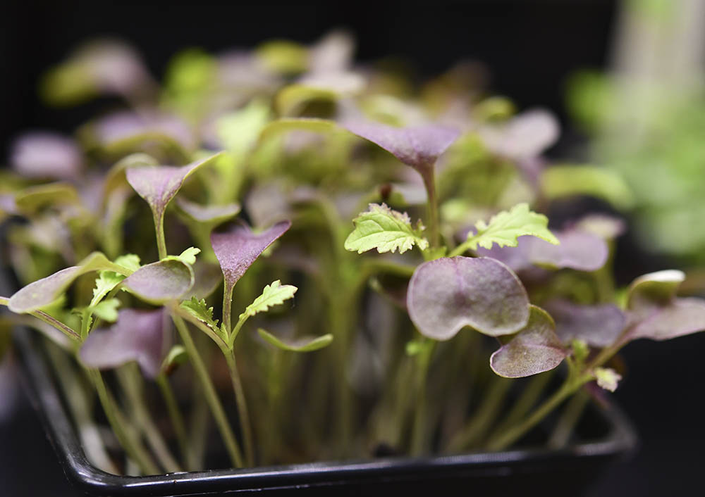 Indisk sennep mikrogr�nt