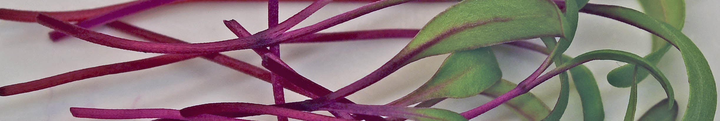 R�dbede mikrogr�nt