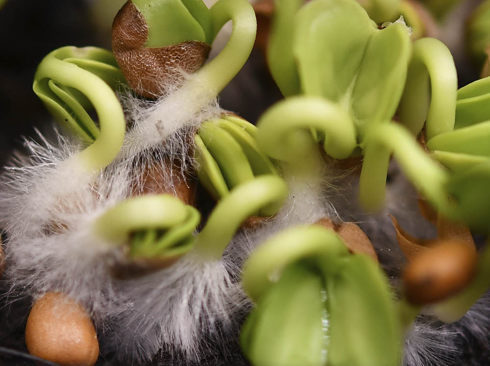 Japanr�ddike til mikrogr�nt