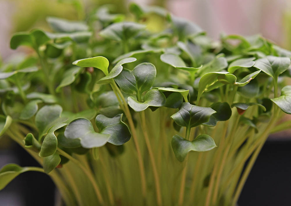 Japanr�ddike mikrogr�nt