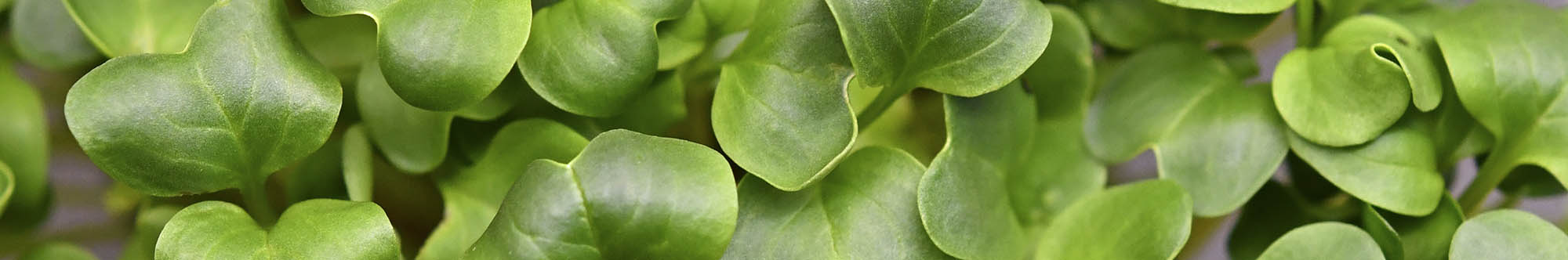 Japanr�ddike mikrogr�nt