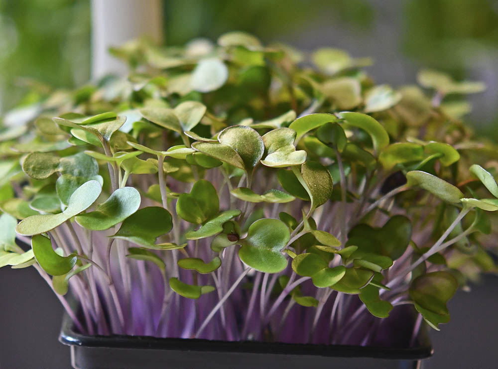 Knudek�l mikrogr�nt