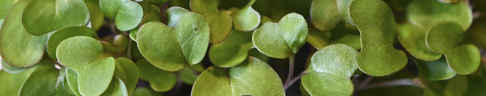 Knudek�l mikrogr�nt