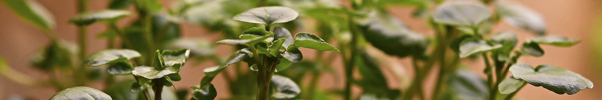 Tykskulpet br�ndkarse