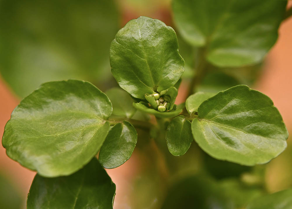 Tykskulpet br�ndkarse