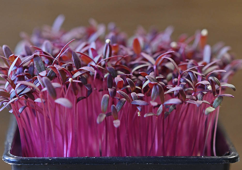 R�d amarant mikr�gr�nt