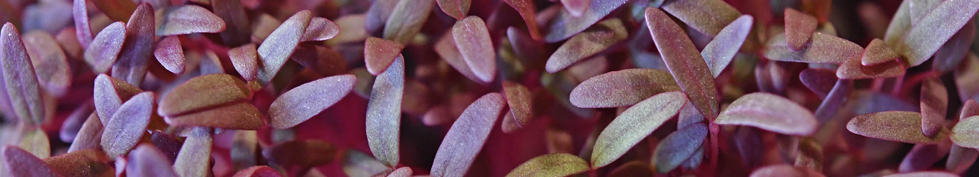 R�d amarant mikr�gr�nt