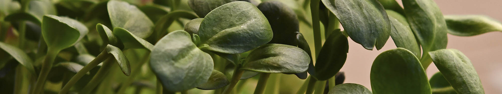 Solsikke mikrogr�nt