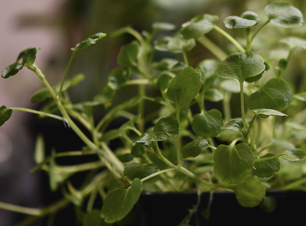 Tykskulpet br�ndkarse mikrogr�nt