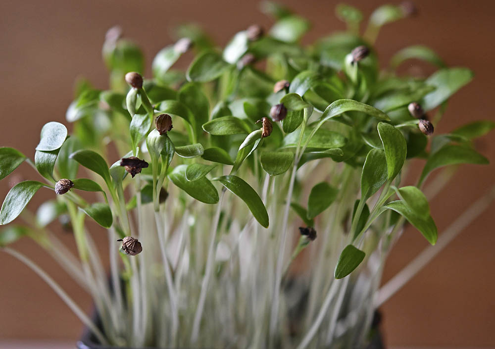 Koriander mikrogr�nt