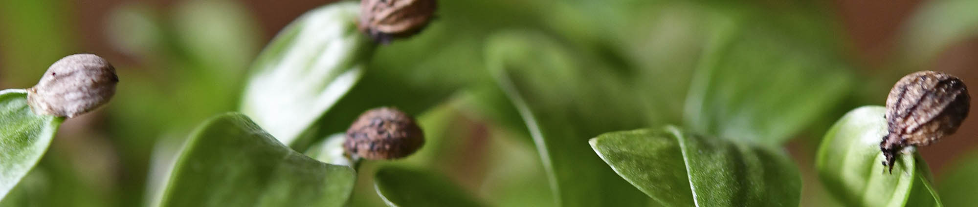 Koriander mikrogr�nt