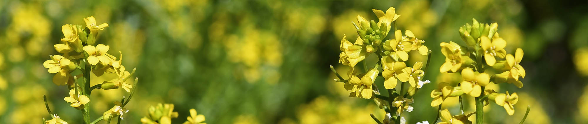 Langskulpet vinterkarse blomster
