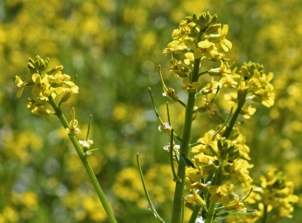 Langskulpet vinterkarse blomster