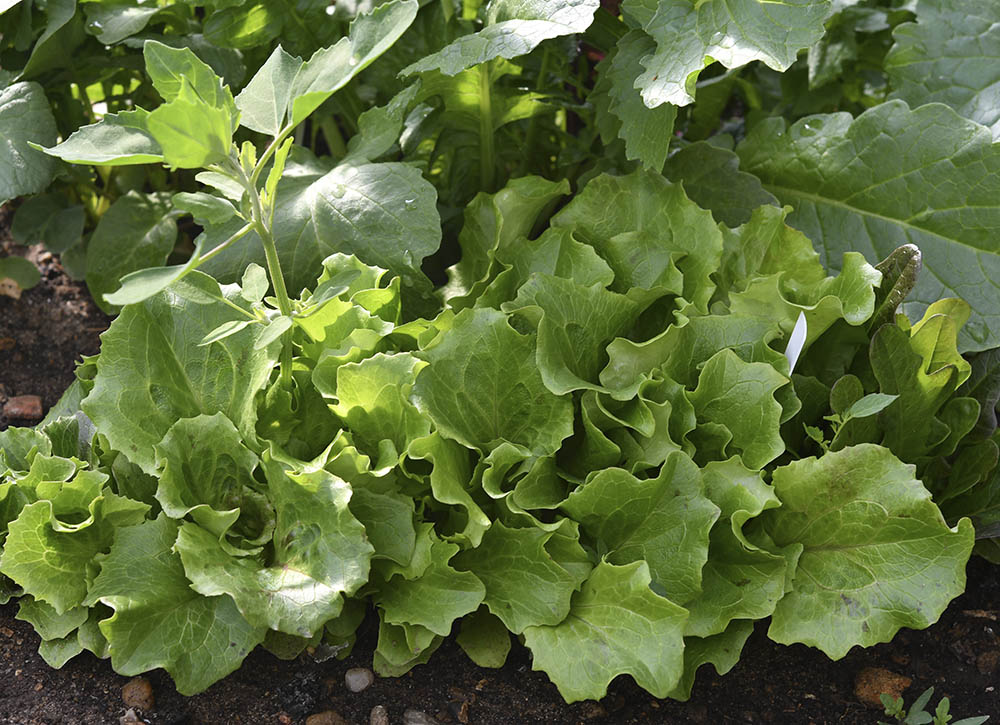 Hovedsalat der skal udtyndes