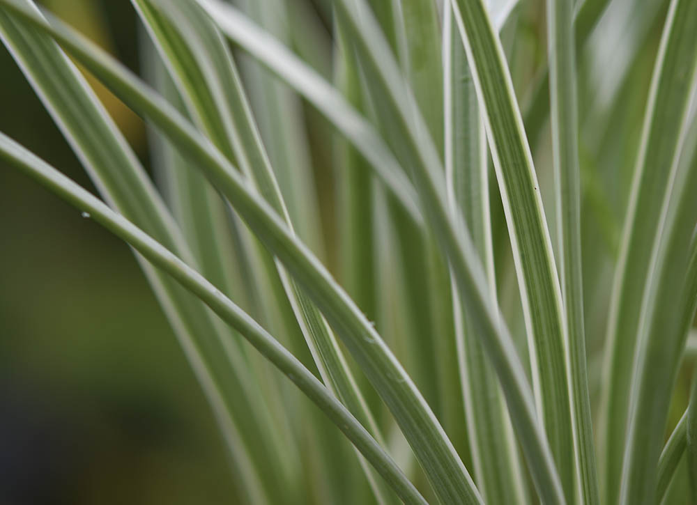 Hvidbroget stuehvidl�g