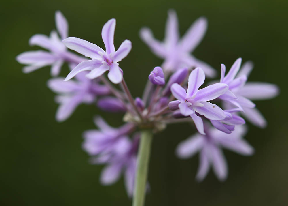 Stuehvidl�g blomst