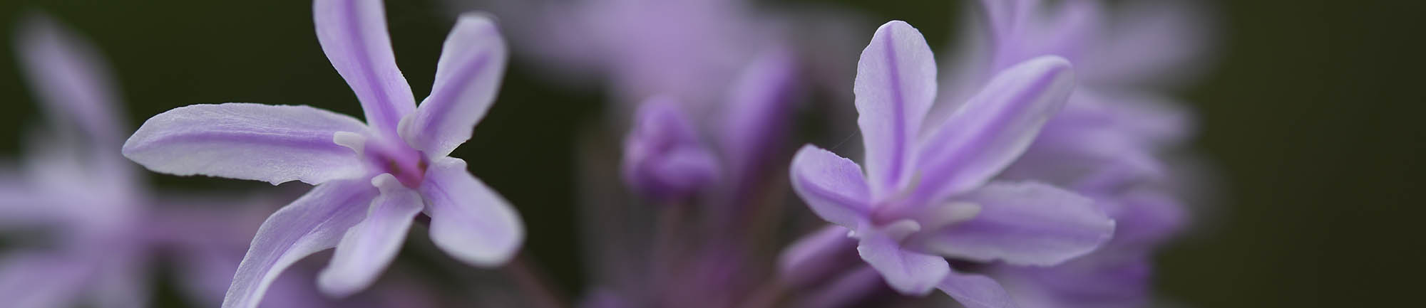 Stuehvidl�g blomst