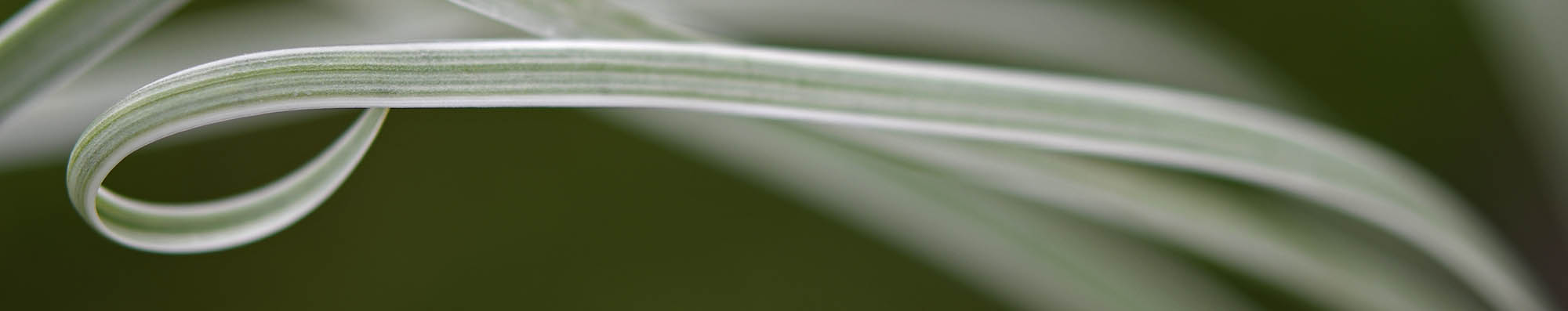 Hvidbroget stuehvidl�g