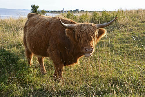 Skotsk h�jlandskv�g